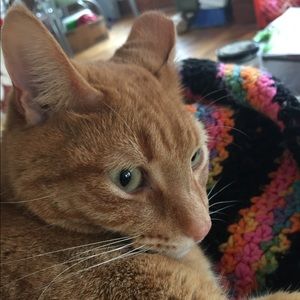 Meet your Posher, Lisa